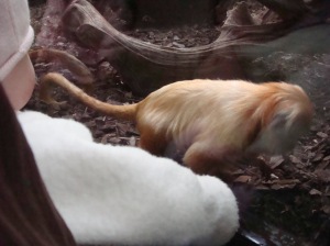 My favorite part was when the golden lion tamarin came right up to the glass to visit me. I was totally mesmorized.